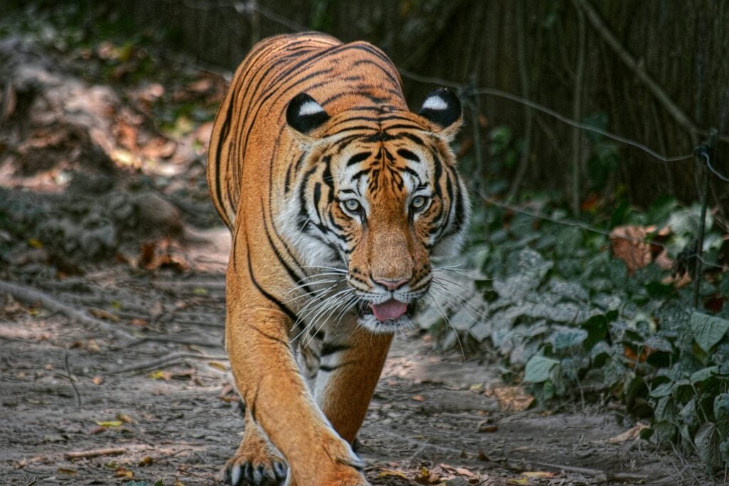 Tiger walking through forest path.