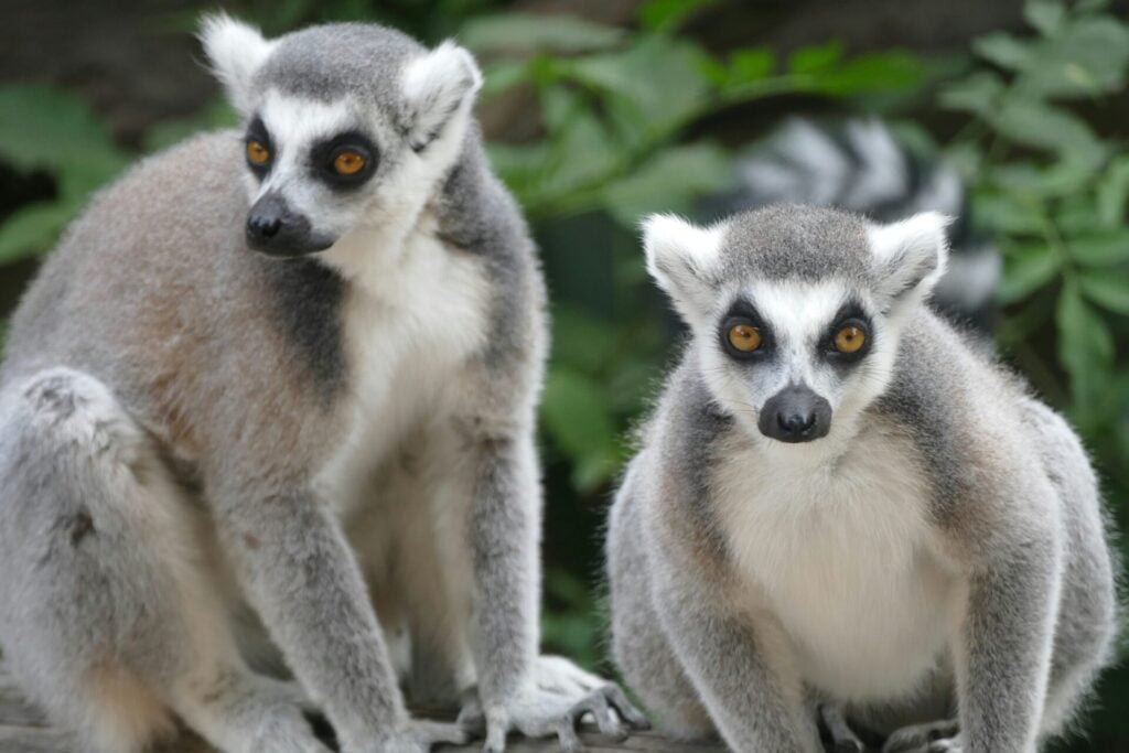 Two lemurs with striking eyes