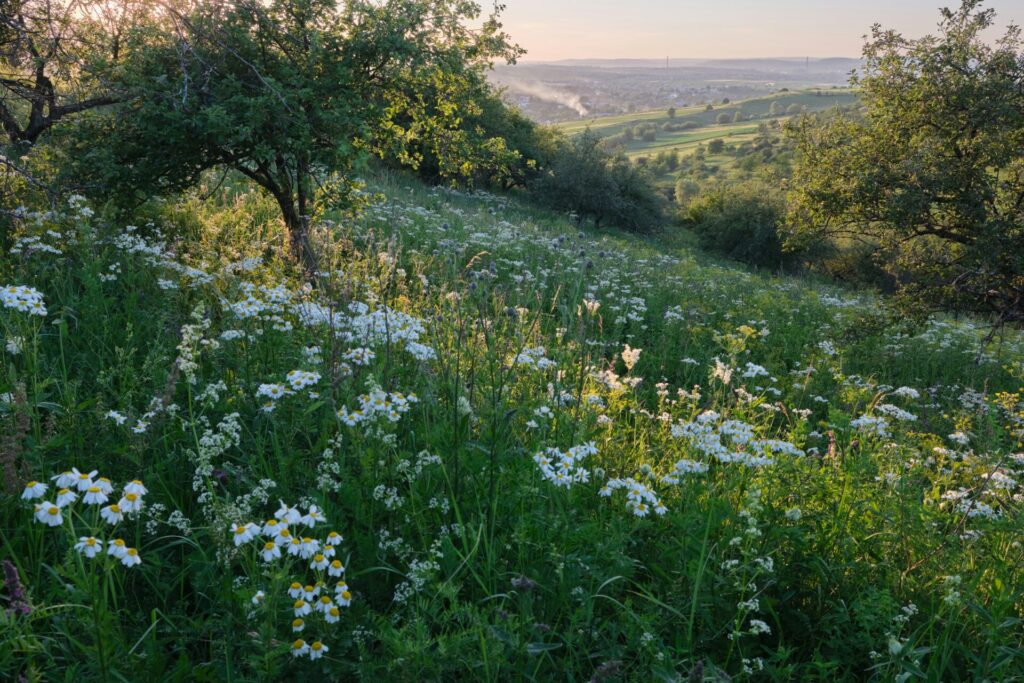 Lush green field with wildflowers