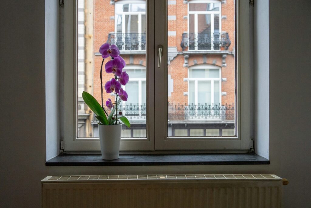 Orchid by window with brick view
