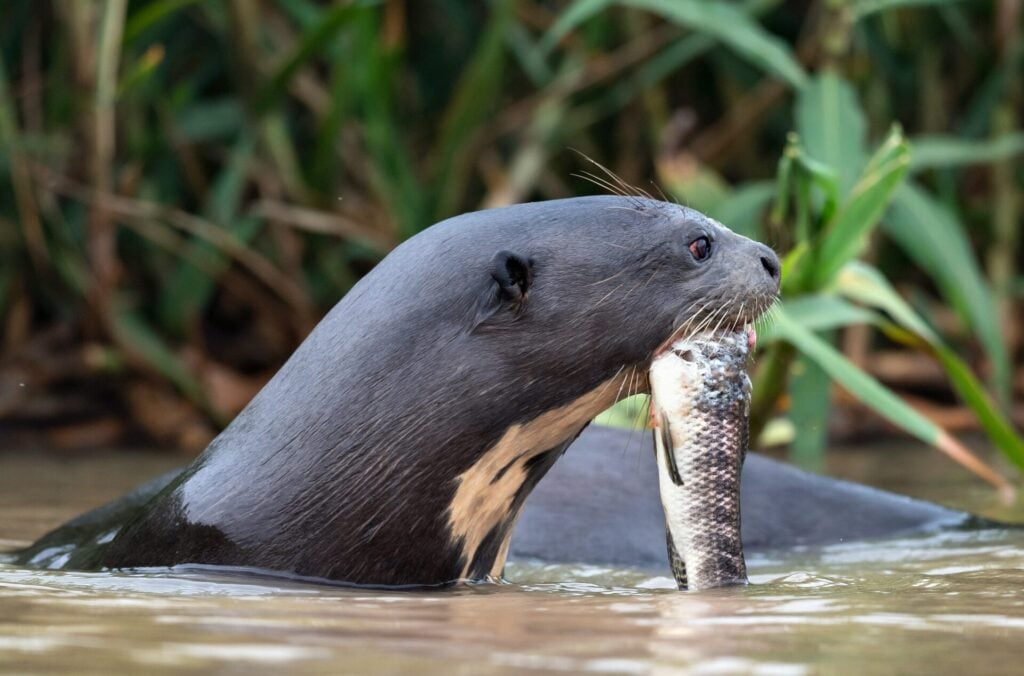 Otter catching fish in water.