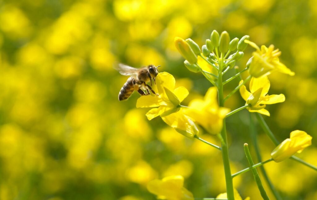 wild bees on yellow flower 