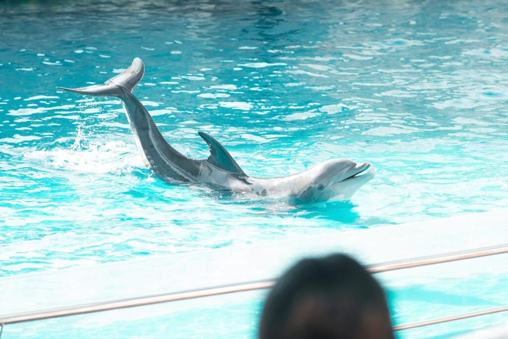 Dolphin swimming in clear blue water.