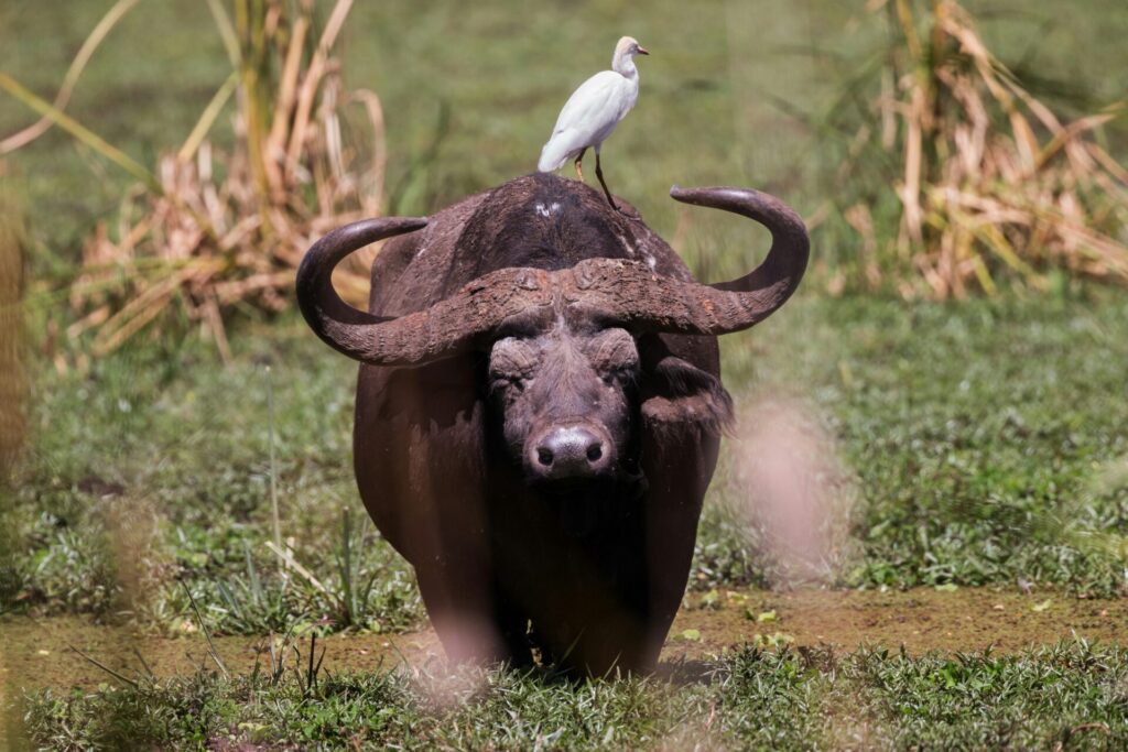 Water Buffalo with bird on its back