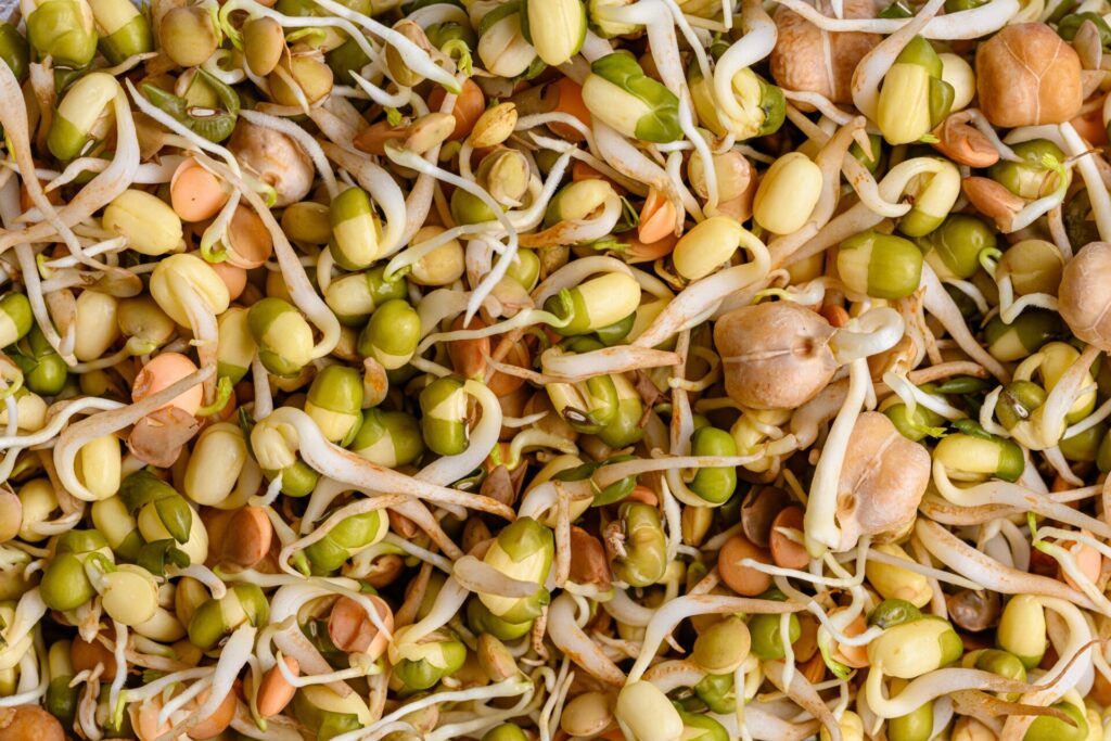 Variety of mixed sprouted seeds.