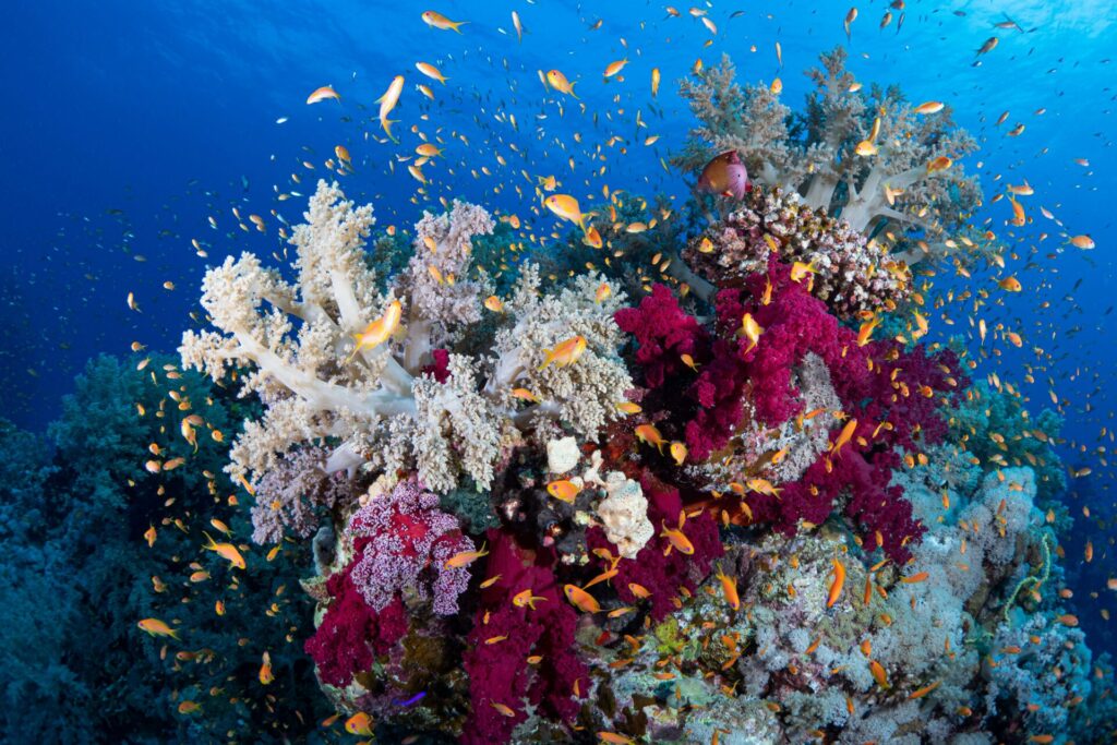 Vibrant coral reef with colorful fish