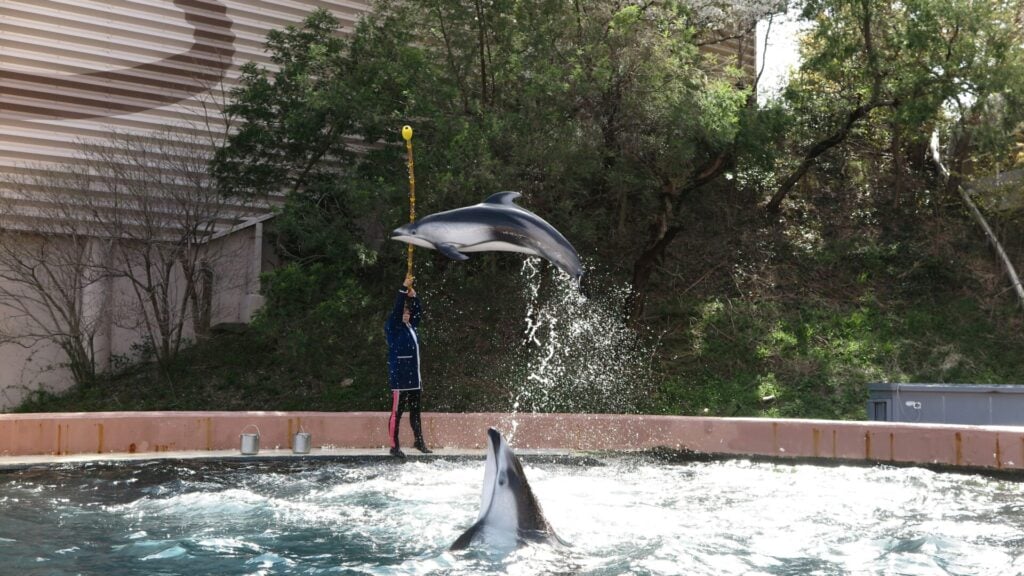Trainer with dolphins performing tricks