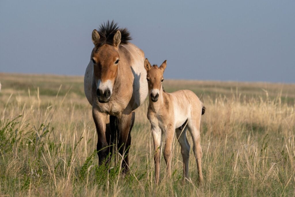 Przewalski’s horses look to camera