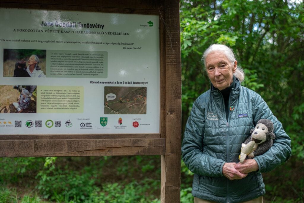 Jane Goodall 