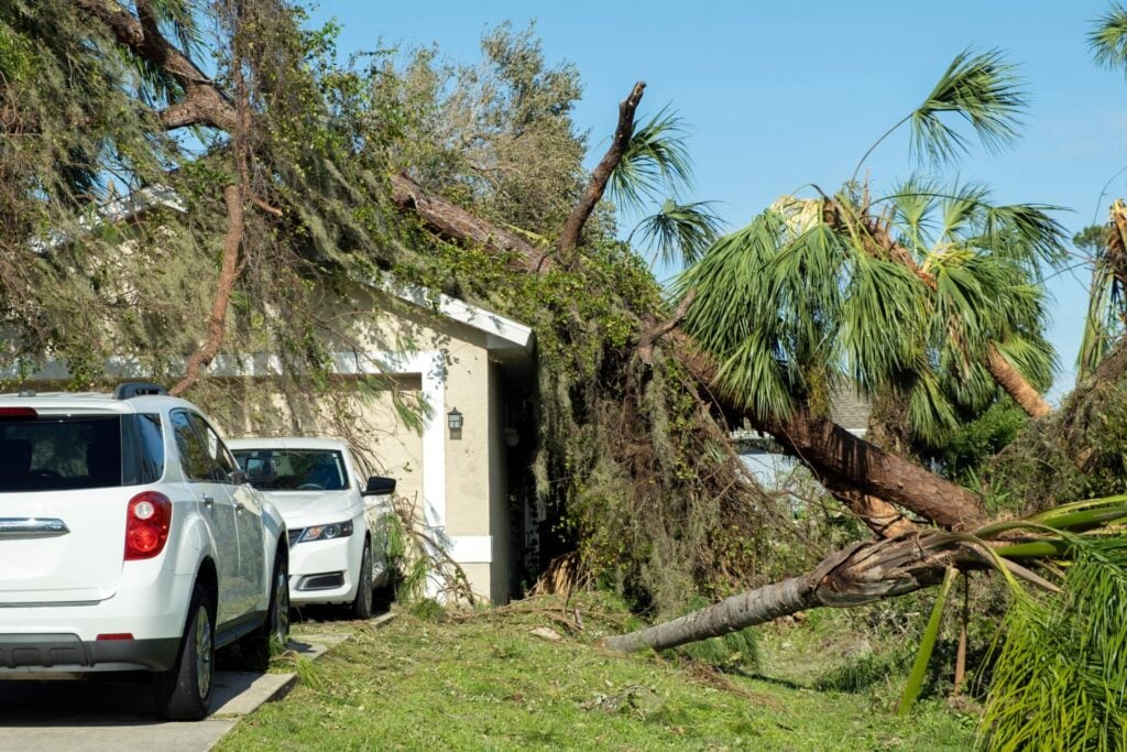 Fallen tree blocking house entrance