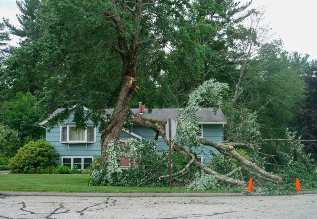 Fallen tree branches near house.