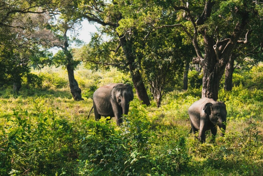 Two elephants in a lush forest.