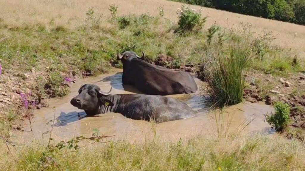 Two water buffalo relaxing in muddy water.