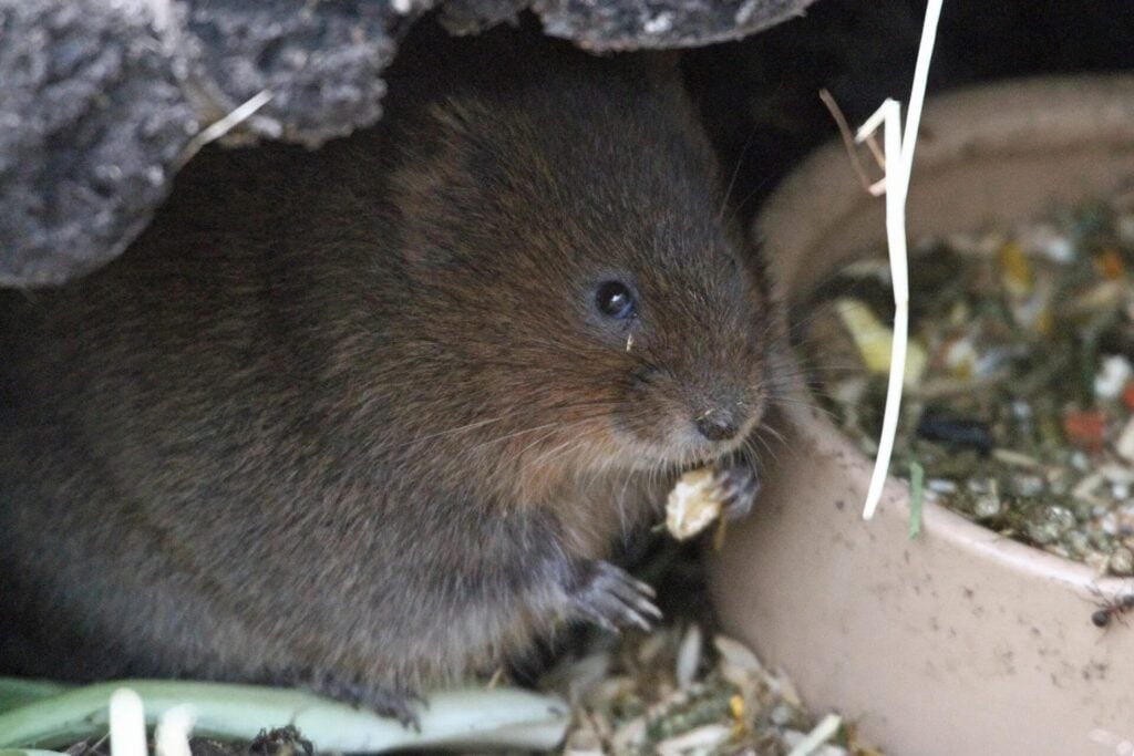 Water voles eat near their burrow.