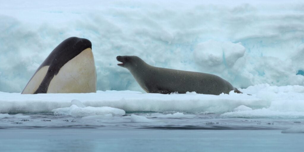 Killer whale and seal interaction.