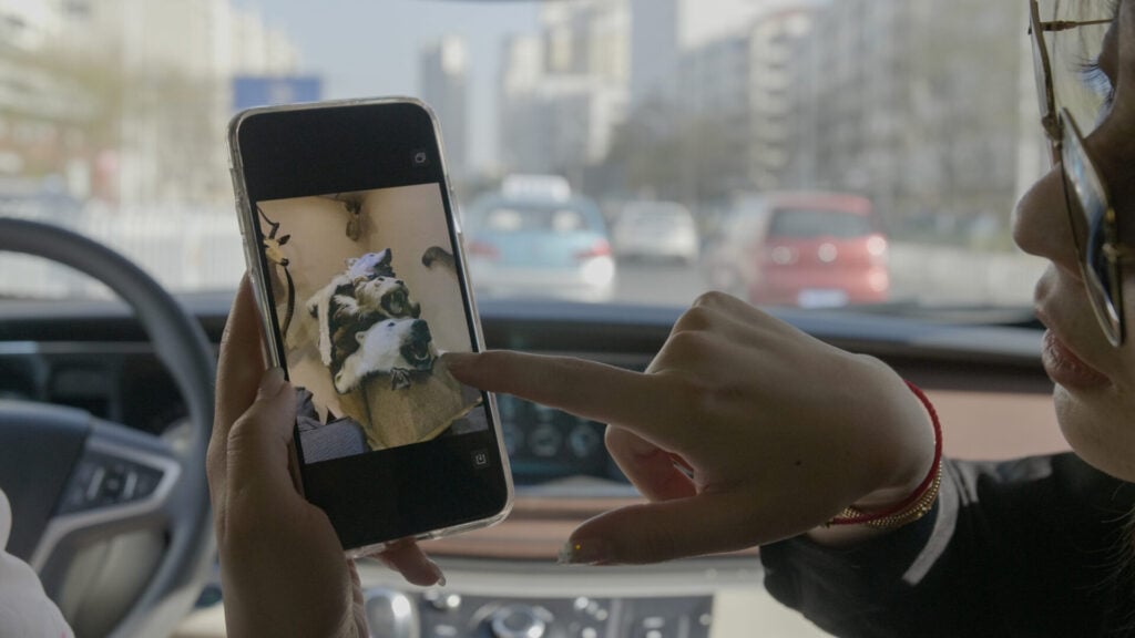 Person showing dog photo in car