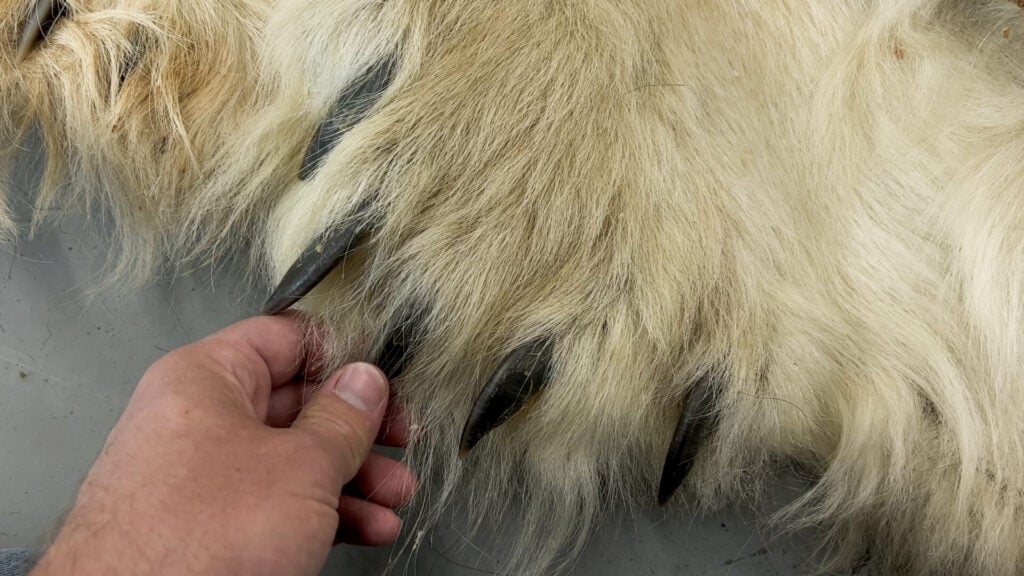 Hand touching large animal claws