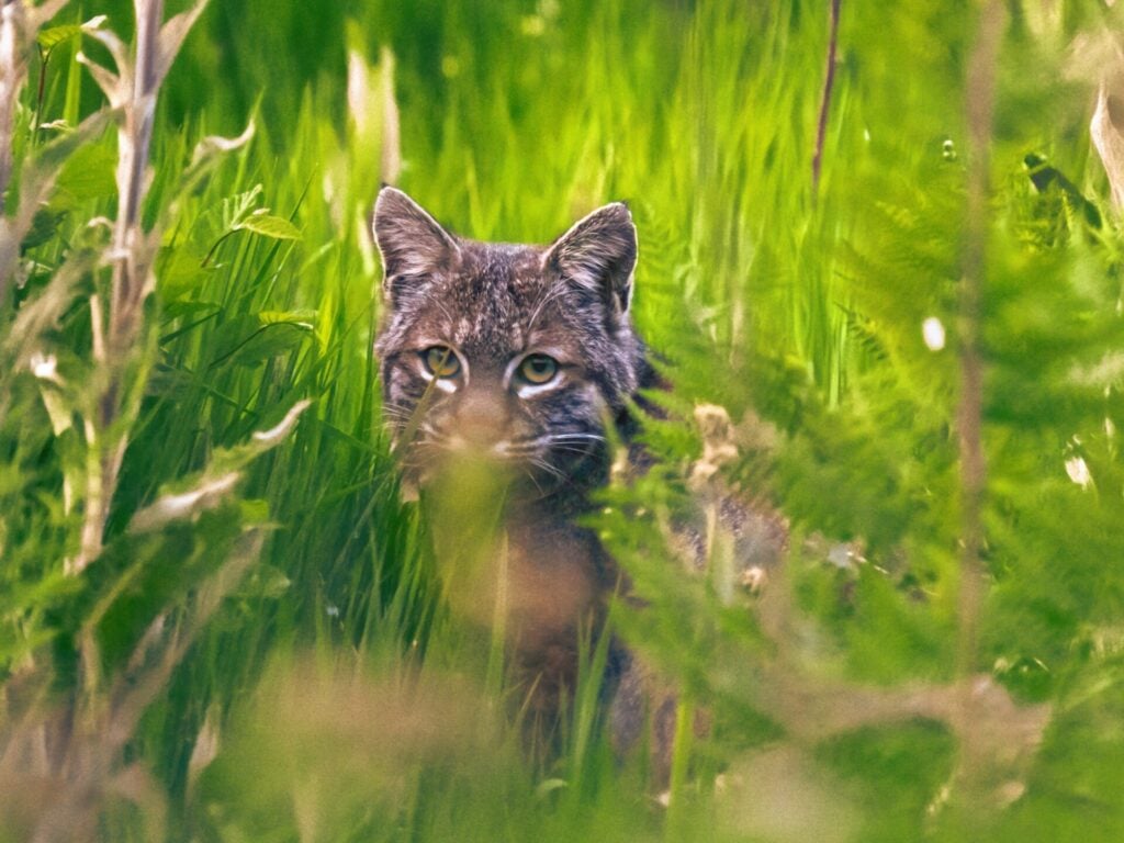 Bobcat camouflaged in tall grass.