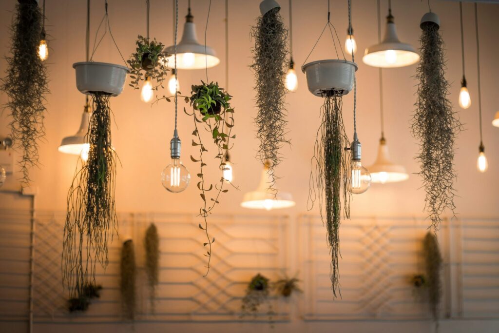 Hanging plants and warm light bulbs