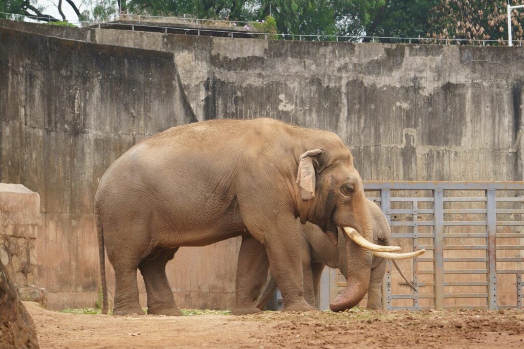 Two elephants in a zoo enclosure.