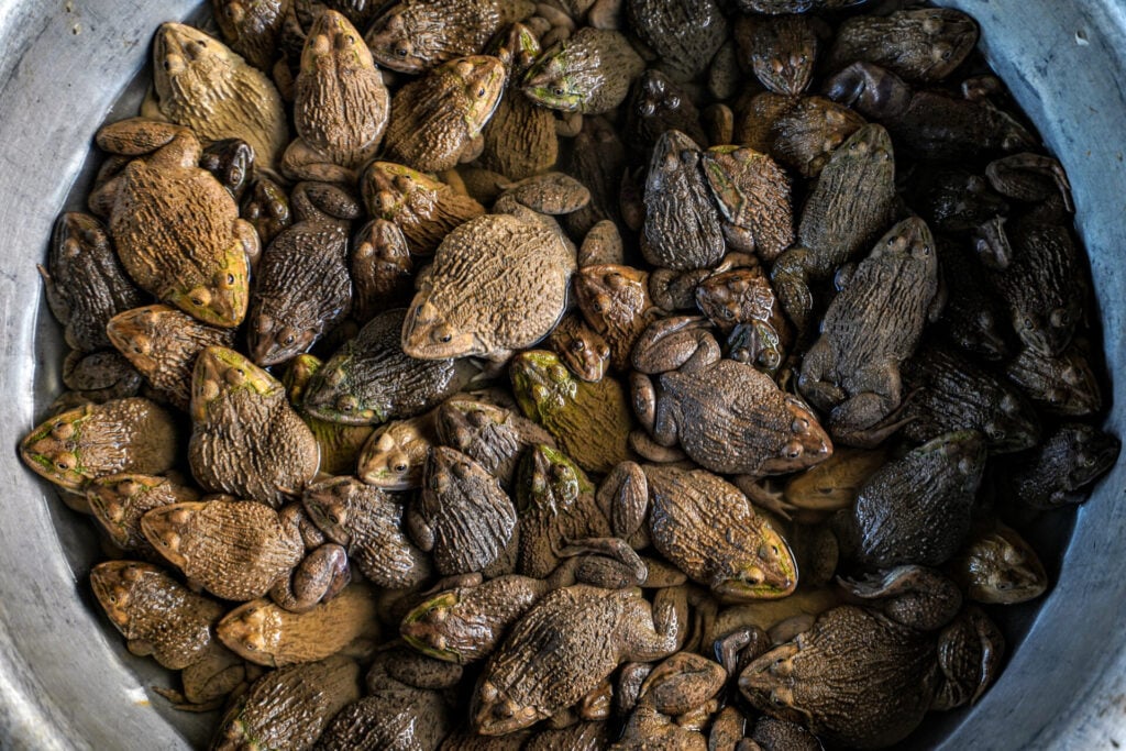 Container filled with various frogs.