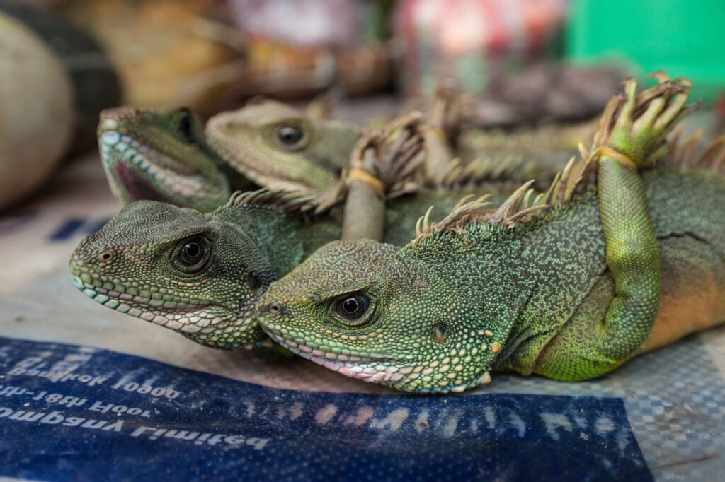 lizards tied up at a wildlife market 
