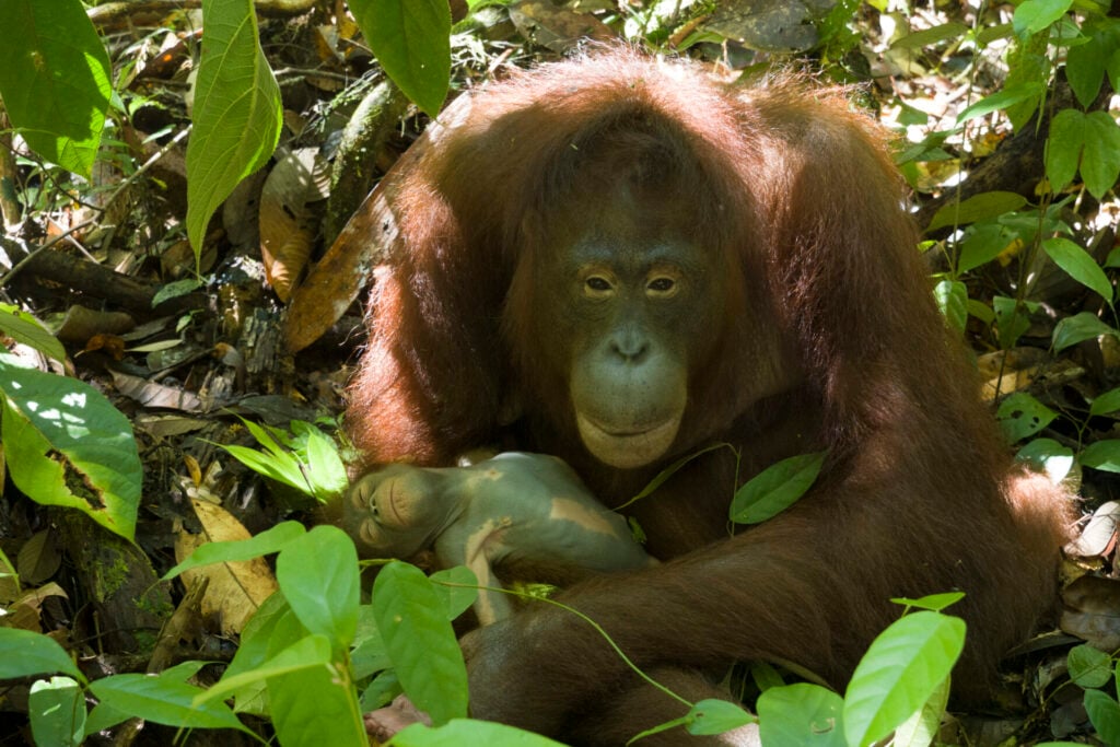 a mother orangutan holding her baby as part of the orangutan surrogacy programme 