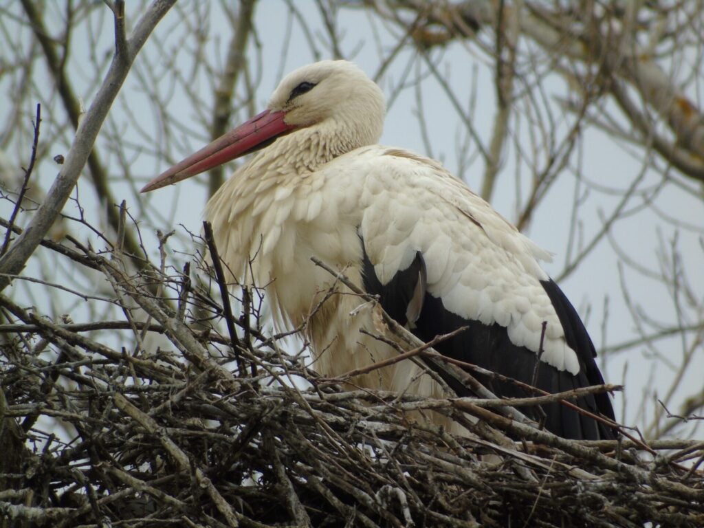 white storks nest 