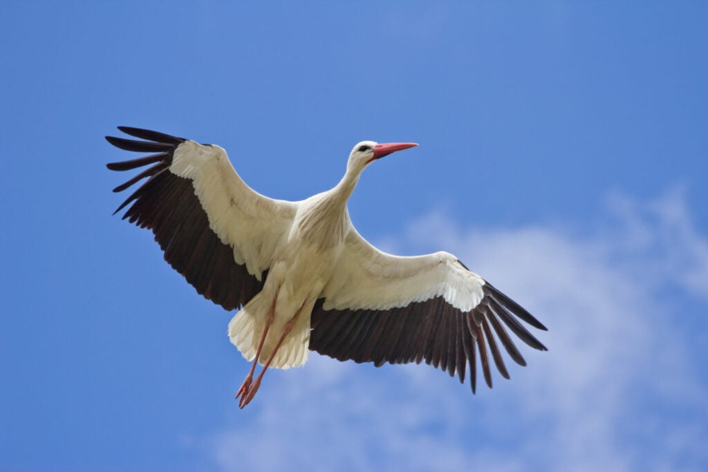 White stork soaring in blue sky