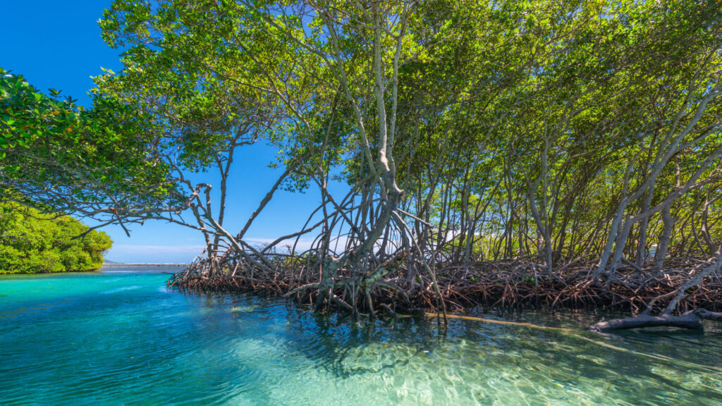 mangroves are a great way of investing in nature for economic resilience