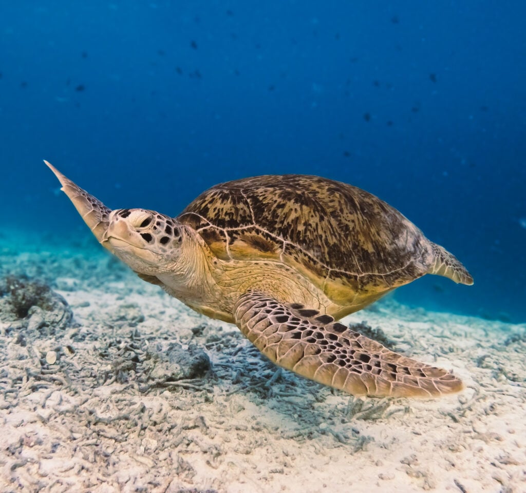a sea turtle - Miral plans to shape their future protection