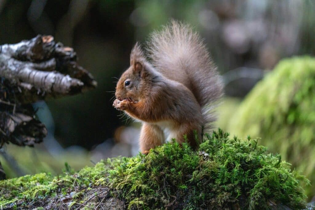 Red squirrels need wildlife protection