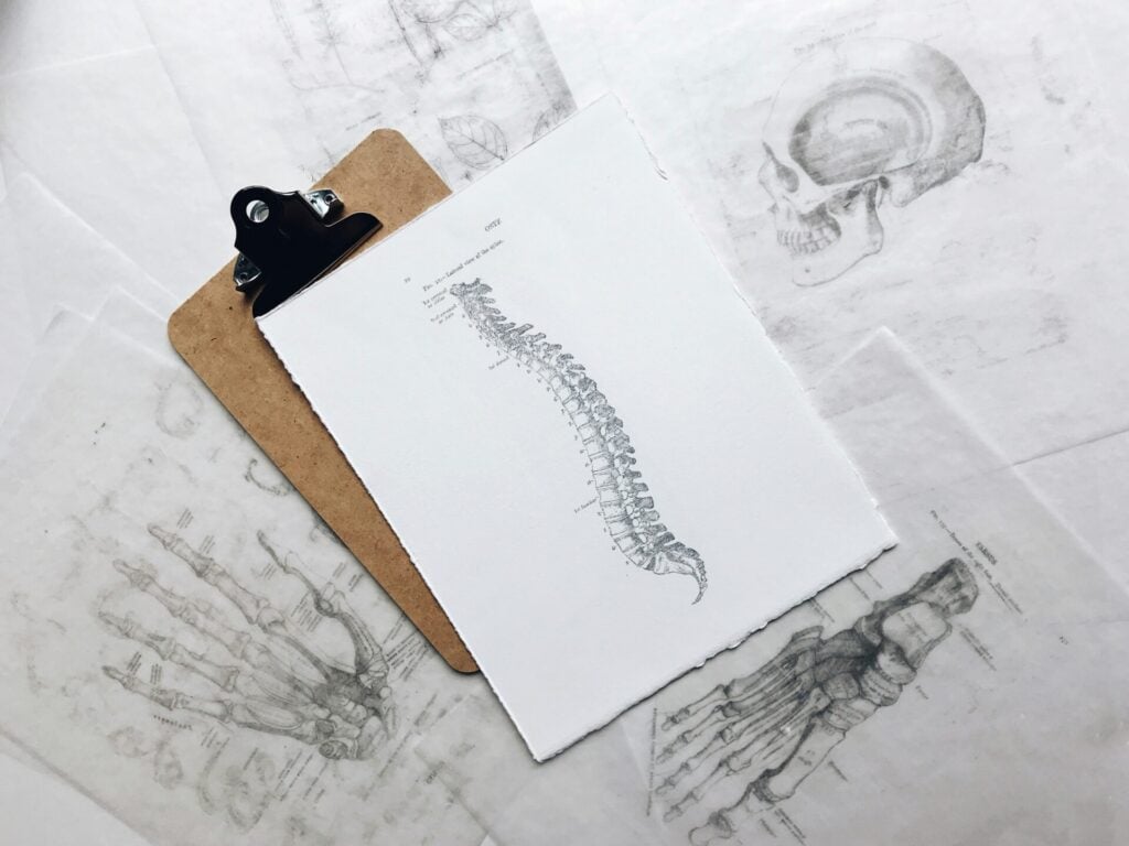 drawing of the spine on a clipboard