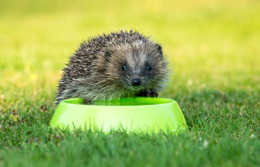 hedgehog drinking from a dog bowl