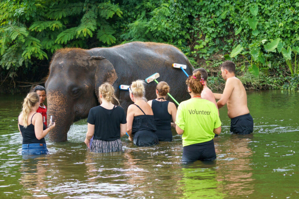 Nine people bathing one elephant as one of the worst unethical wildlife encounters