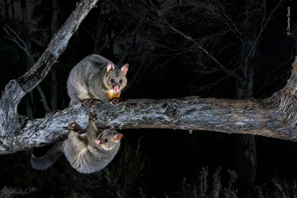 Two possums on a tree branch