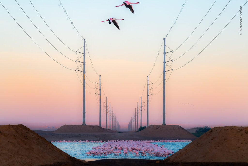 Flamingos near power lines at sunset.