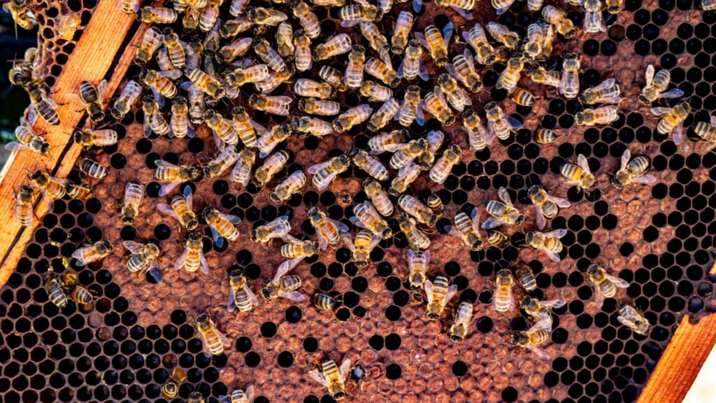 bees on honeycomb 