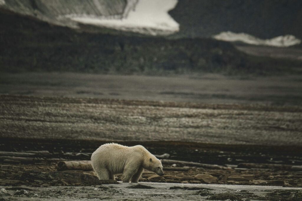polar bear in landscape with no snow or ice 