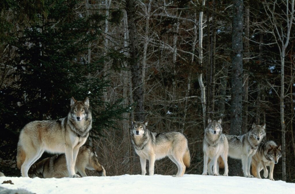 pack of wolves in forest with snow looking like they are ready for more wolf attacks