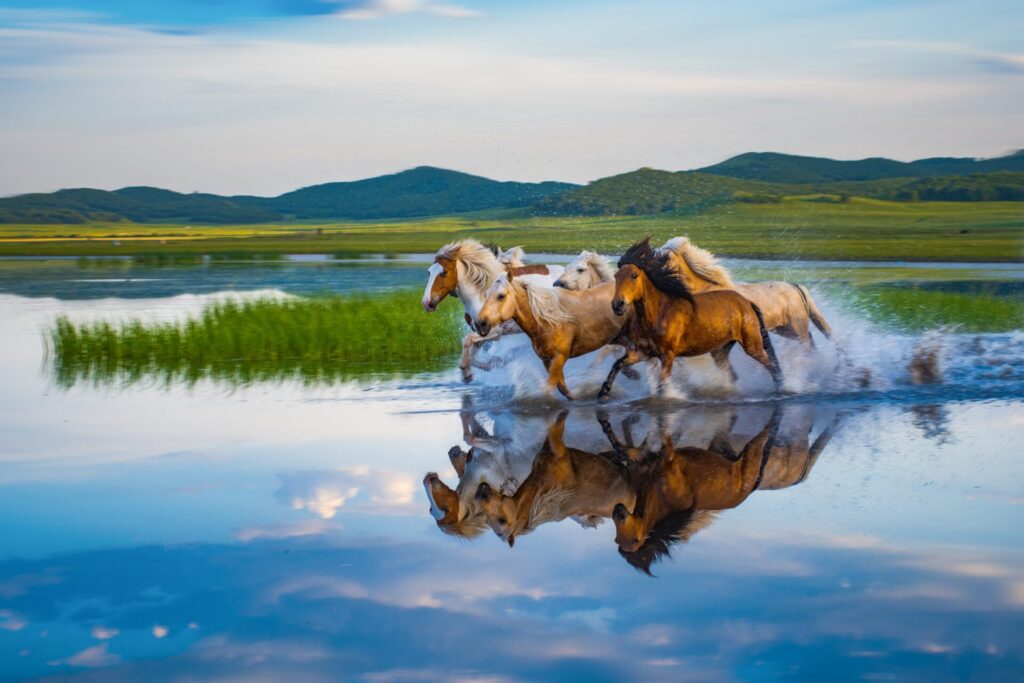 the year of the horse symbolism with a group of horses running in the wild through water