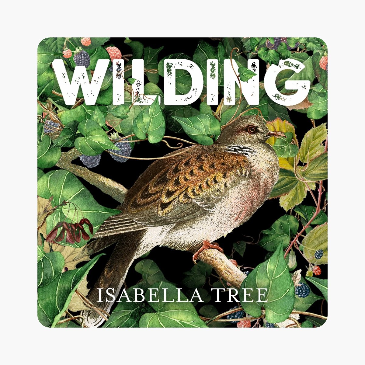 Picture of the front cover of a book with a bird in trees for World Book Day 