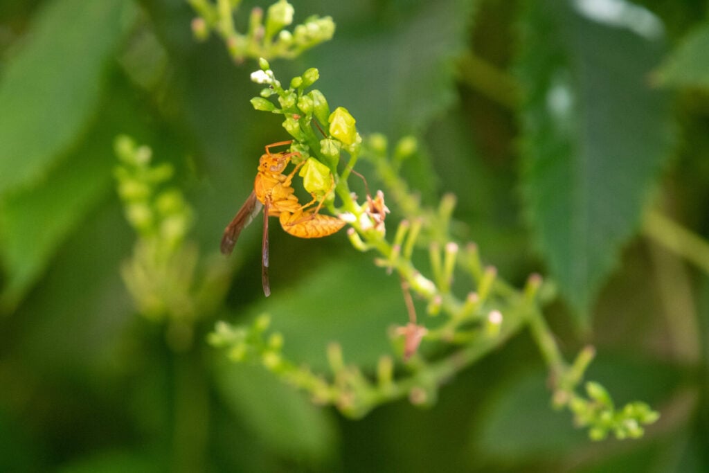 close up of an Arabian bee as taken in the previous City Nature Challenge