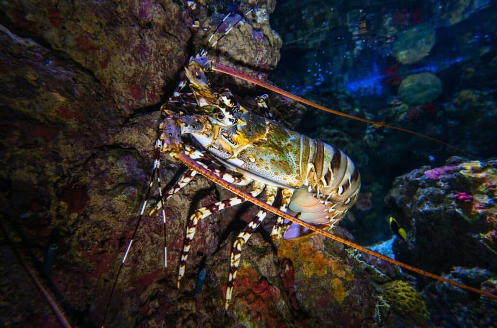 live lobsters underwater