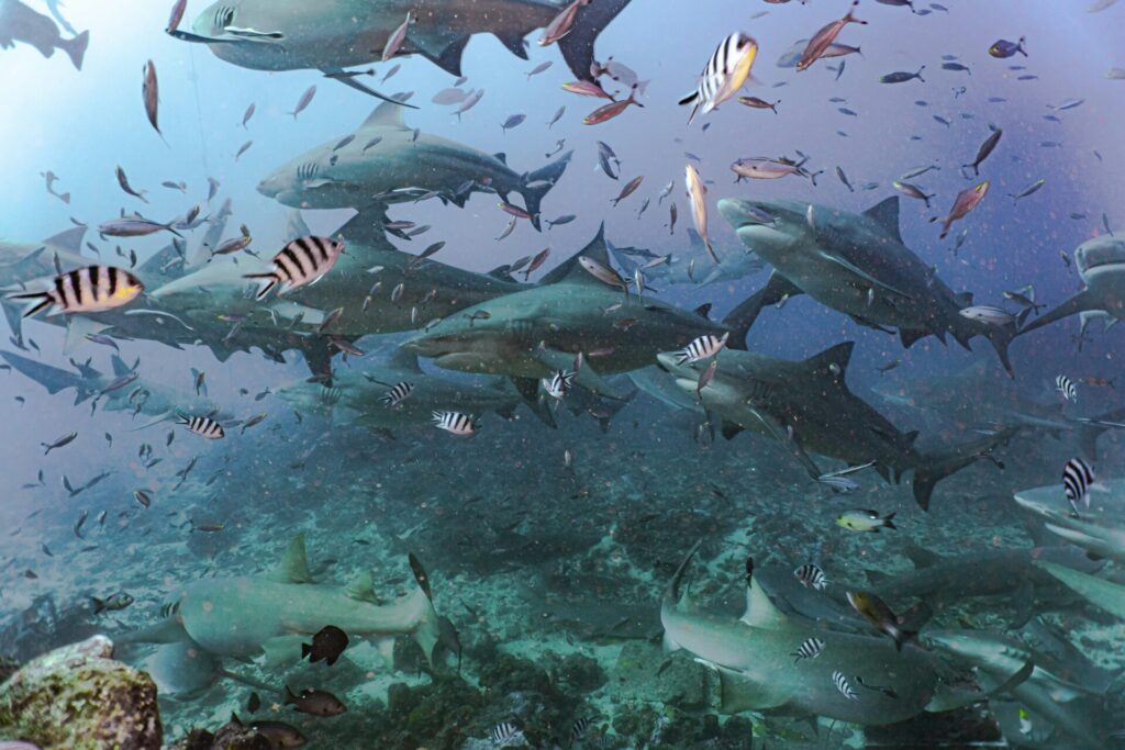 Underwater scene with sharks and fish.