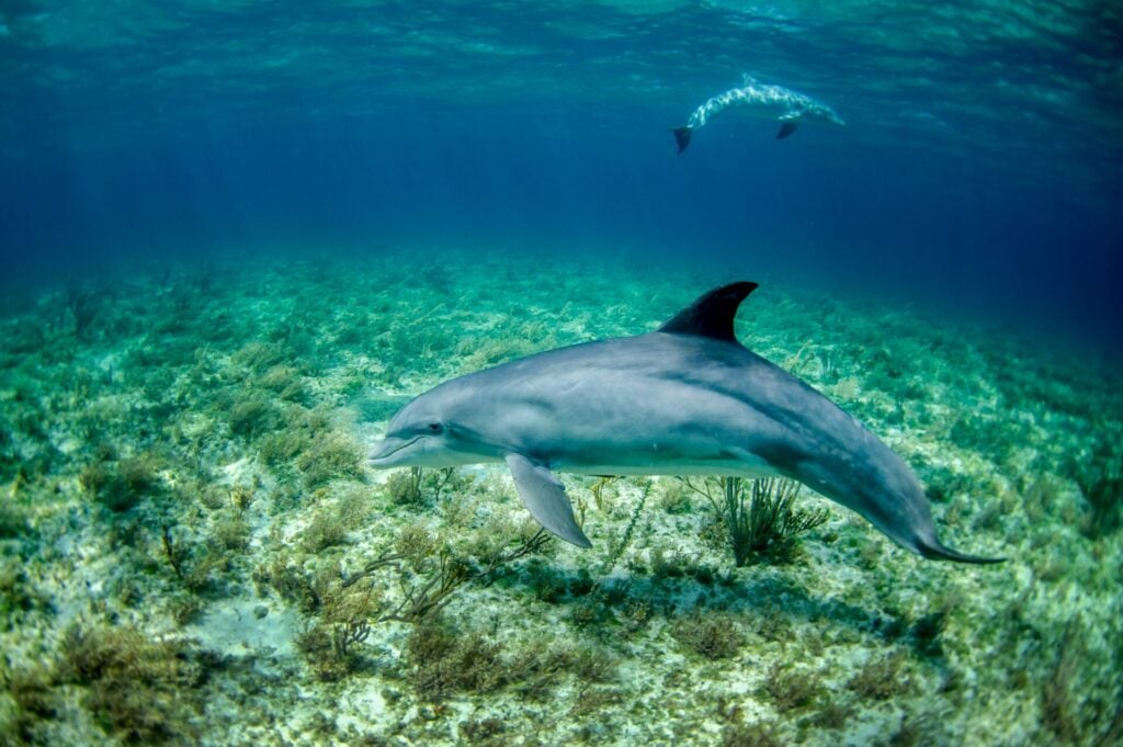 Dolphins swimming in clear water.