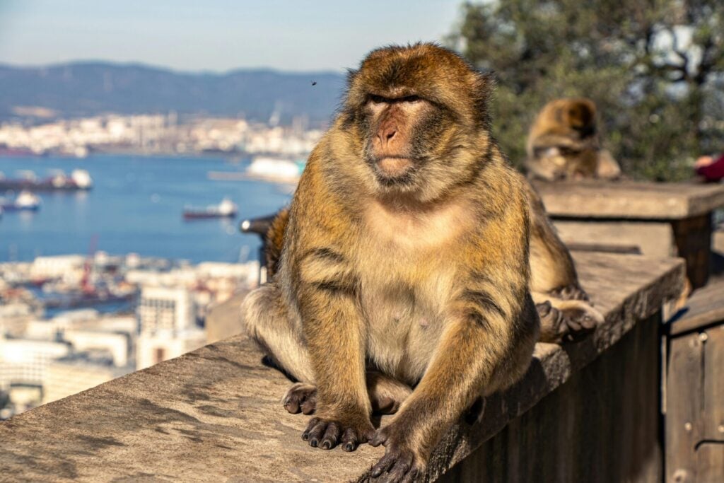 Monkeys in Gibraltar sit overlooking the sea and city