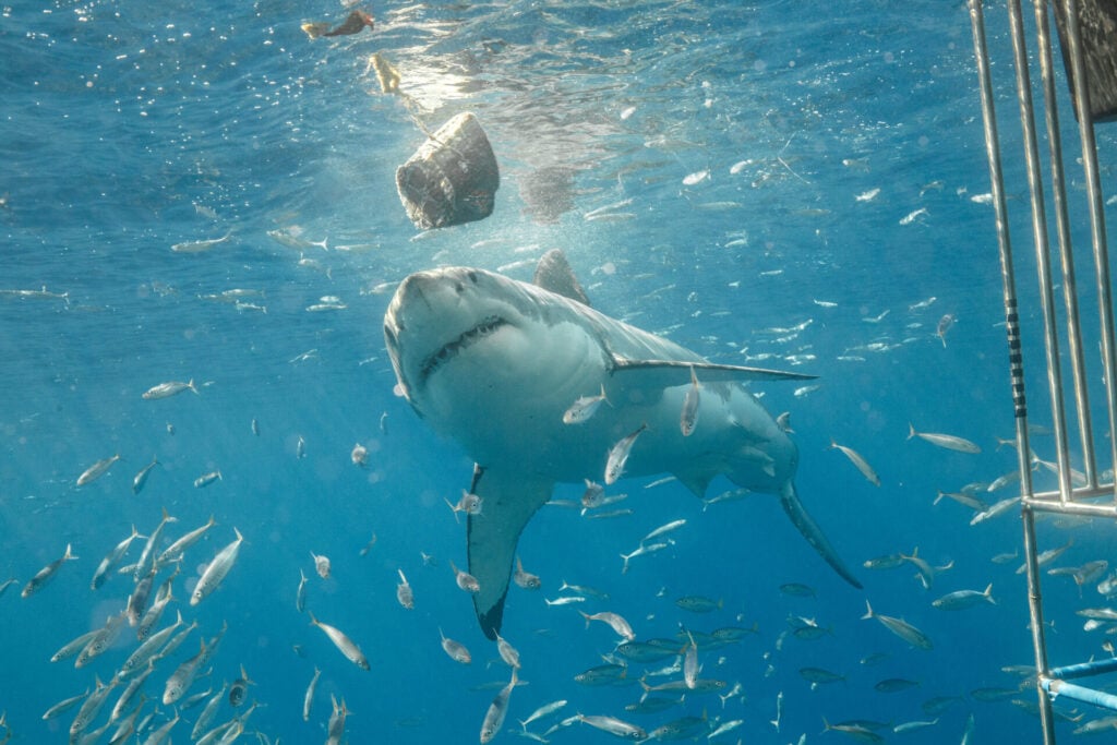 Great white shark swimming underwater towards chump