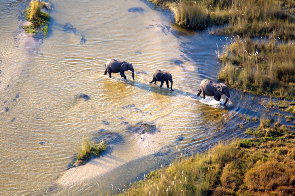 elephants in the Okavango Delta where BeyondGreen will be working to support conservation initiatives 