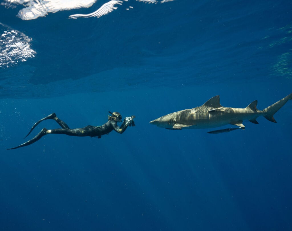 shark diving encounter with shark underwater and hand holding camera 